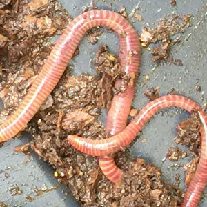 Composting with Worms is Easier than You Think