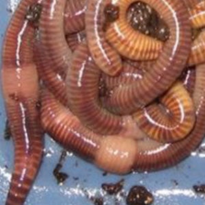Live Earthworms Fishing Worms 300 Pcs., For Agriculture at Rs 750