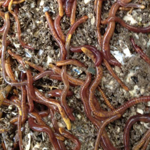 worm compost human waste
