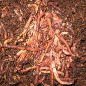What is Worm Composting, Vermicomposting?