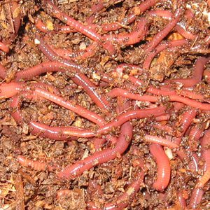 10 Worm Multi-Level Experiment with Red Wigglers and European Nightcrawlers