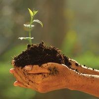 worm compost and plant in hand photo