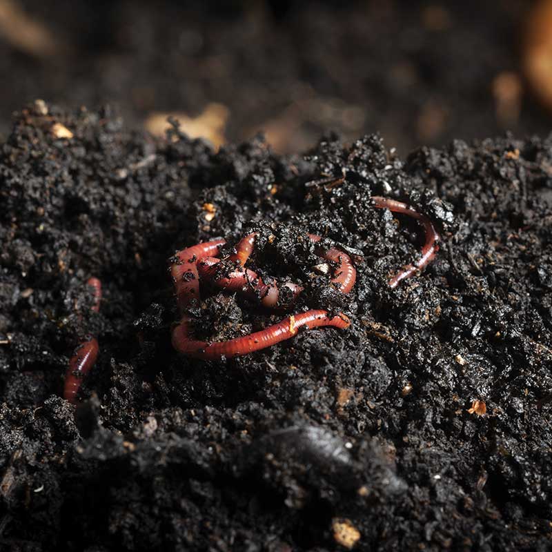 Composting Worms, Red Wigglers, European Nightcrawlers - Midwest Worms