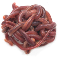 red composting worms photo