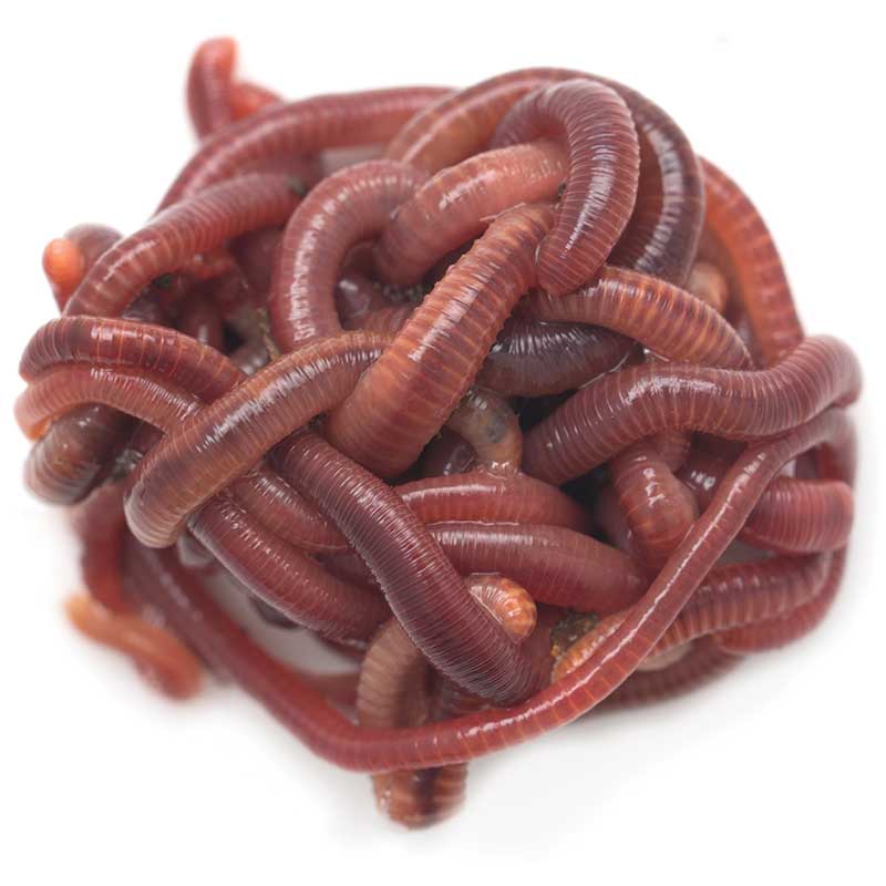 How-To: Boost Your Red Worm Reproduction Rate 