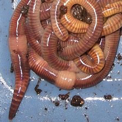 Buy Composting Worms, Bins, Worm Compost - Midwest Worms – Tagged