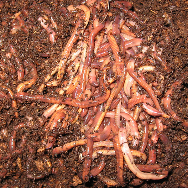 Buy Red Wiggler Compositing Worms - Midwest Worms