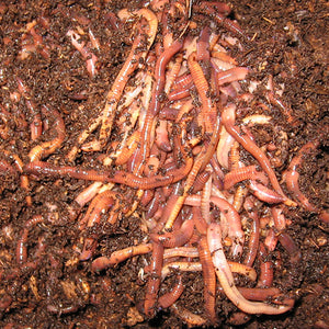 Red Wigglers -  (Eisenia fetida, Eisenia foetida) Compositing Worms - Midwest Worms