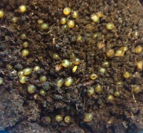 European Nightcrawler Cocoons (Eisenia Hortensis egg capsules)