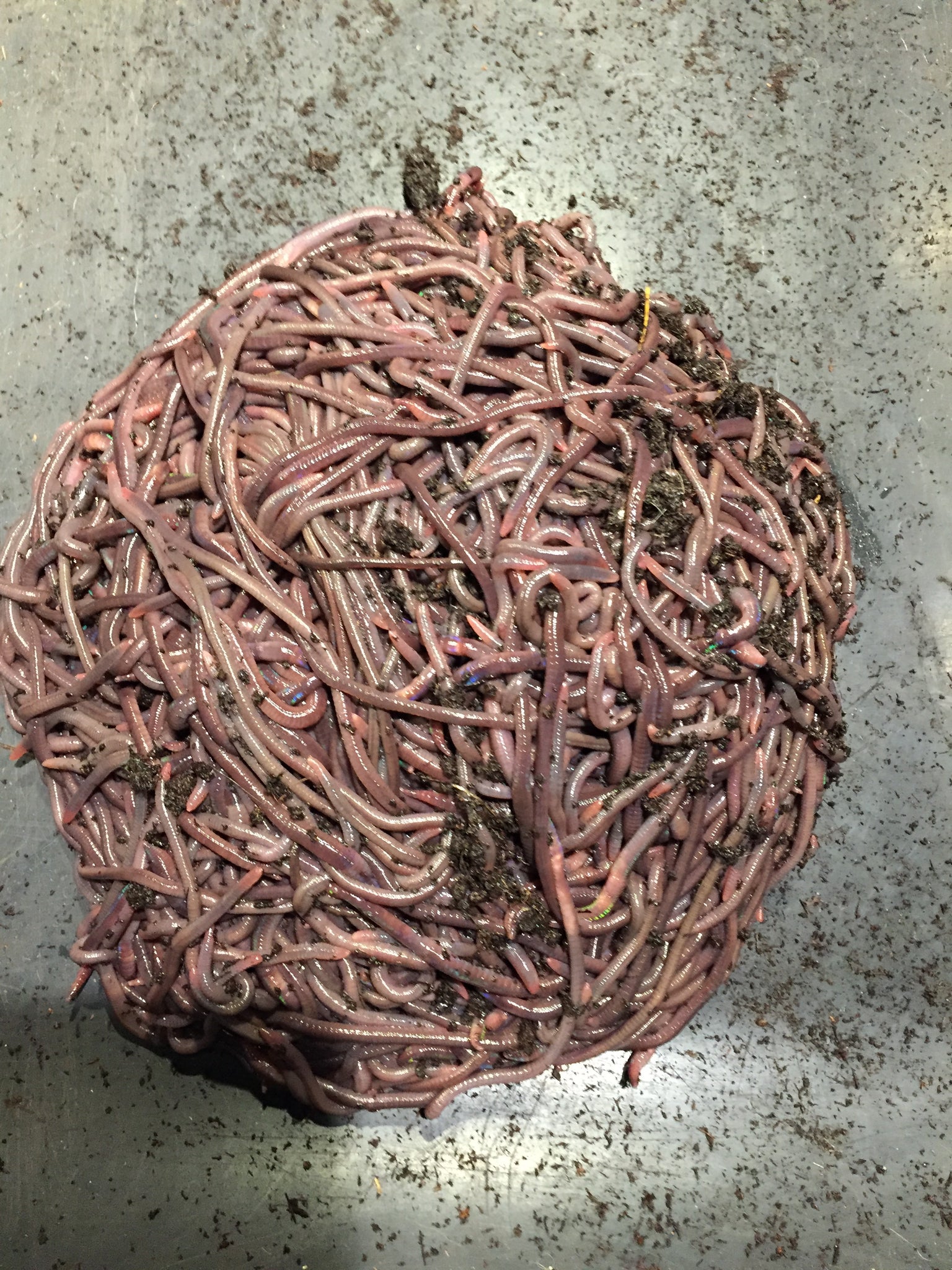 Buy African Nightcrawlers Compositing Worms - Midwest Worms