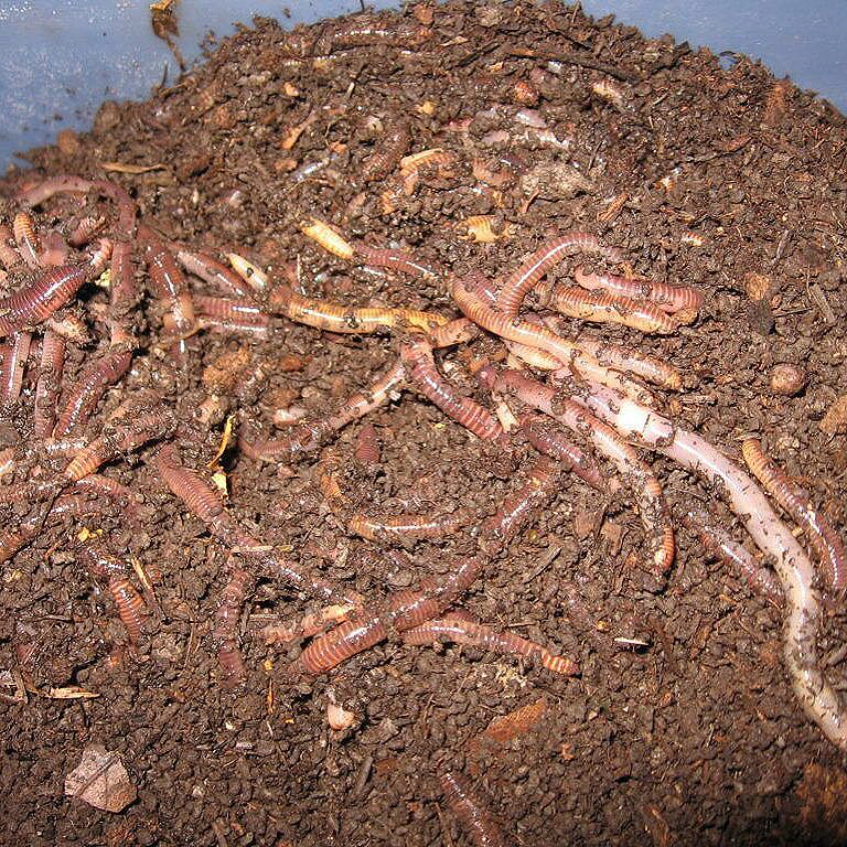 European Nightcrawler (Eisenia hortensis) Worm Mix – Midwest Worms