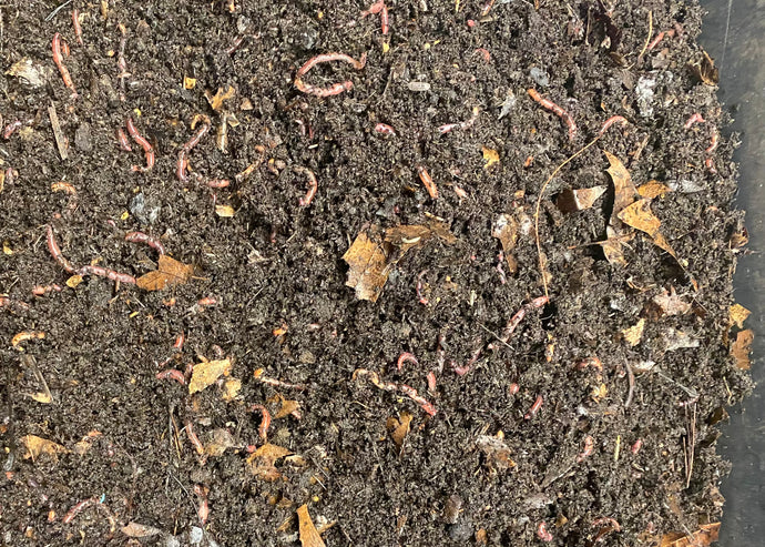 Red Wiggler Worm Mix