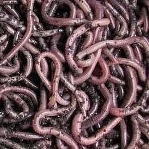 How to Identify the African Nightcrawler Composting Worm - Dengarden