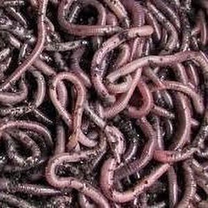 Buy African Nightcrawlers Compositing Worms Midwest Worms