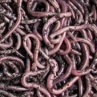 African Nightcrawlers (Eudrilus Eugeniae) - Midwest Worms